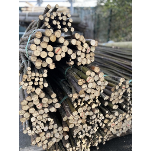 branche de châtaignier