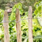 Ganivelle en écart de 6 cm